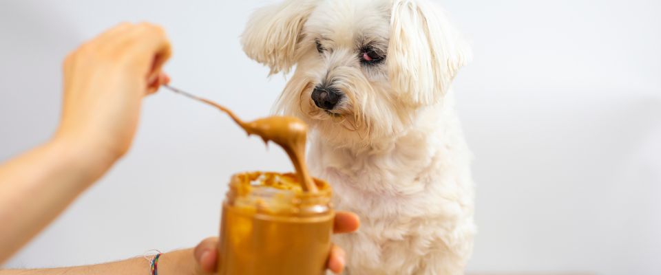 How much peanut butter can a hot sale puppy eat